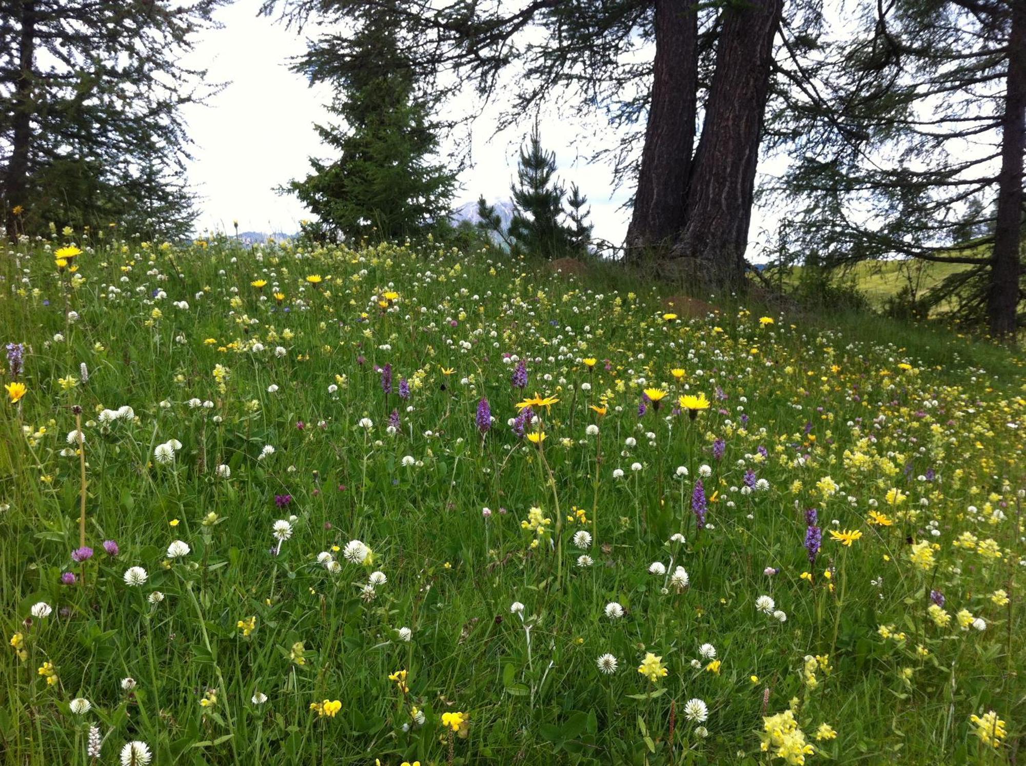 Ciasa Wallis 바디아 외부 사진